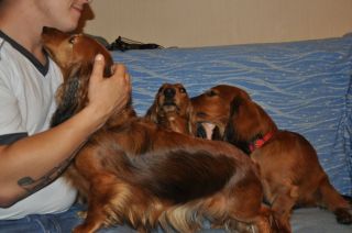 Jamnik d�ugow�osy